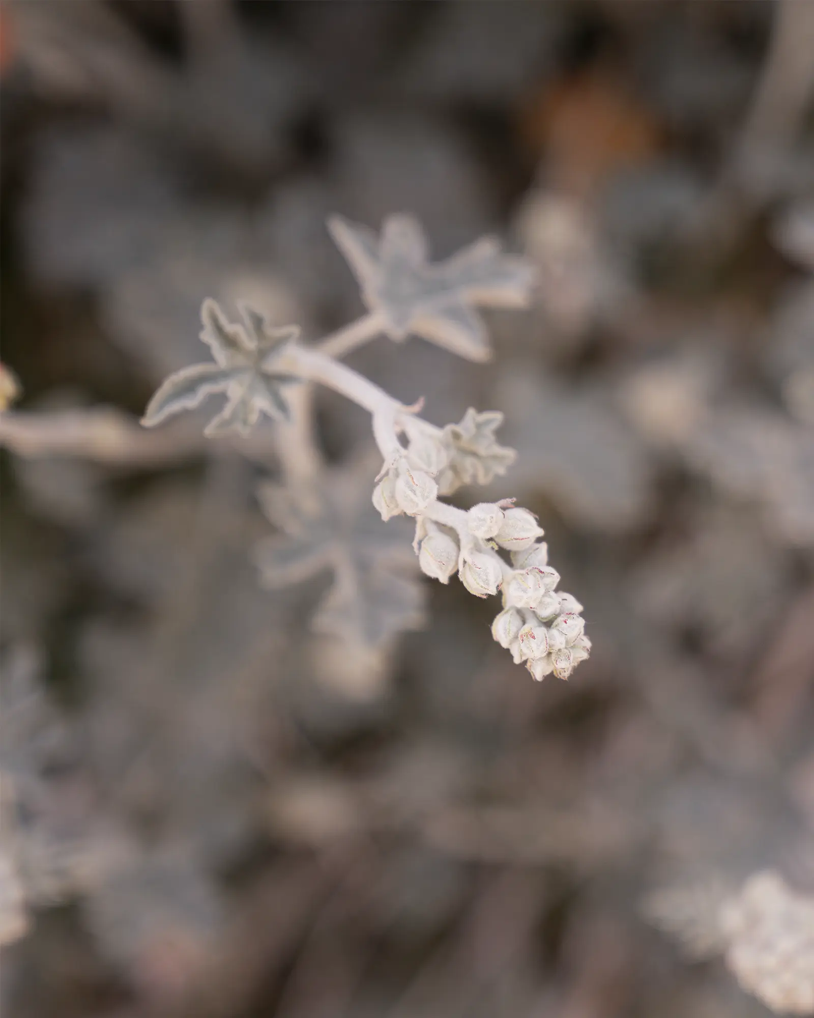 Cycling culture shifting beyond traditional categories like road, gravel and e-bike