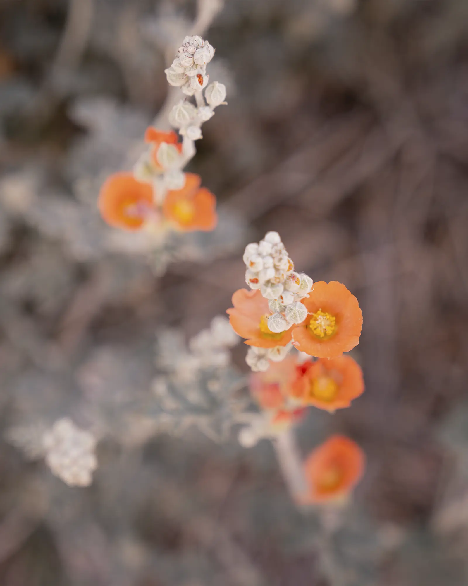 Brand and cultural perspective on cycling beyond performance and specifications